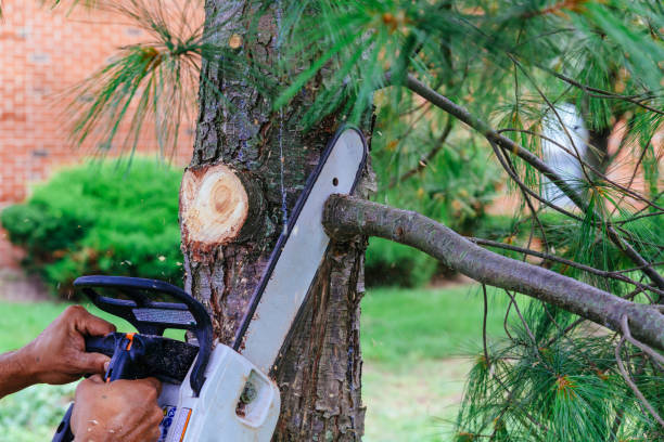 Best Tree Trimming and Pruning  in Coyne Center, IL